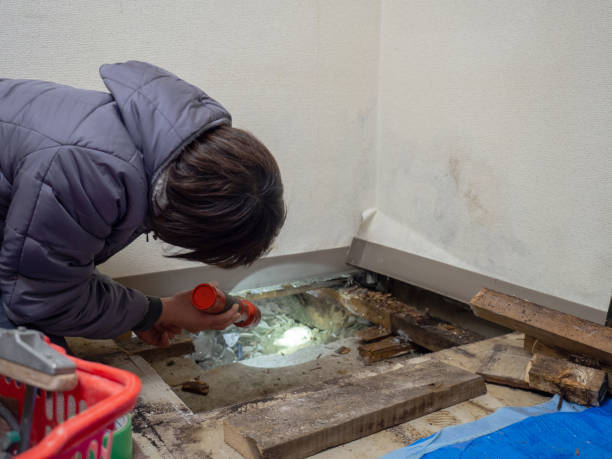 Best Comprehensive Air Testing for Mold Contaminants  in Edgewood, WA